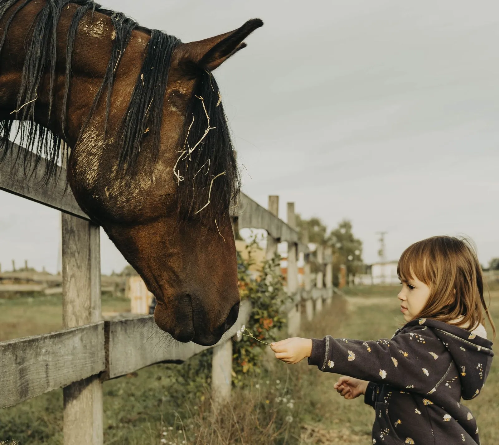 What Happens During a First Pony Riding Lesson?